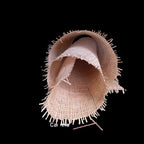 27.5" Wide, NATURAL Radio Weave Rattan Cane Webbing, Buy More Save More.